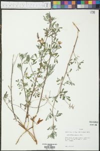 Indigofera miniata image