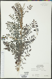 Indigofera suffruticosa image