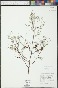 Indigofera caroliniana image