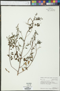 Indigofera caroliniana image