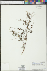 Indigofera caroliniana image