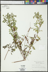 Indigofera caroliniana image