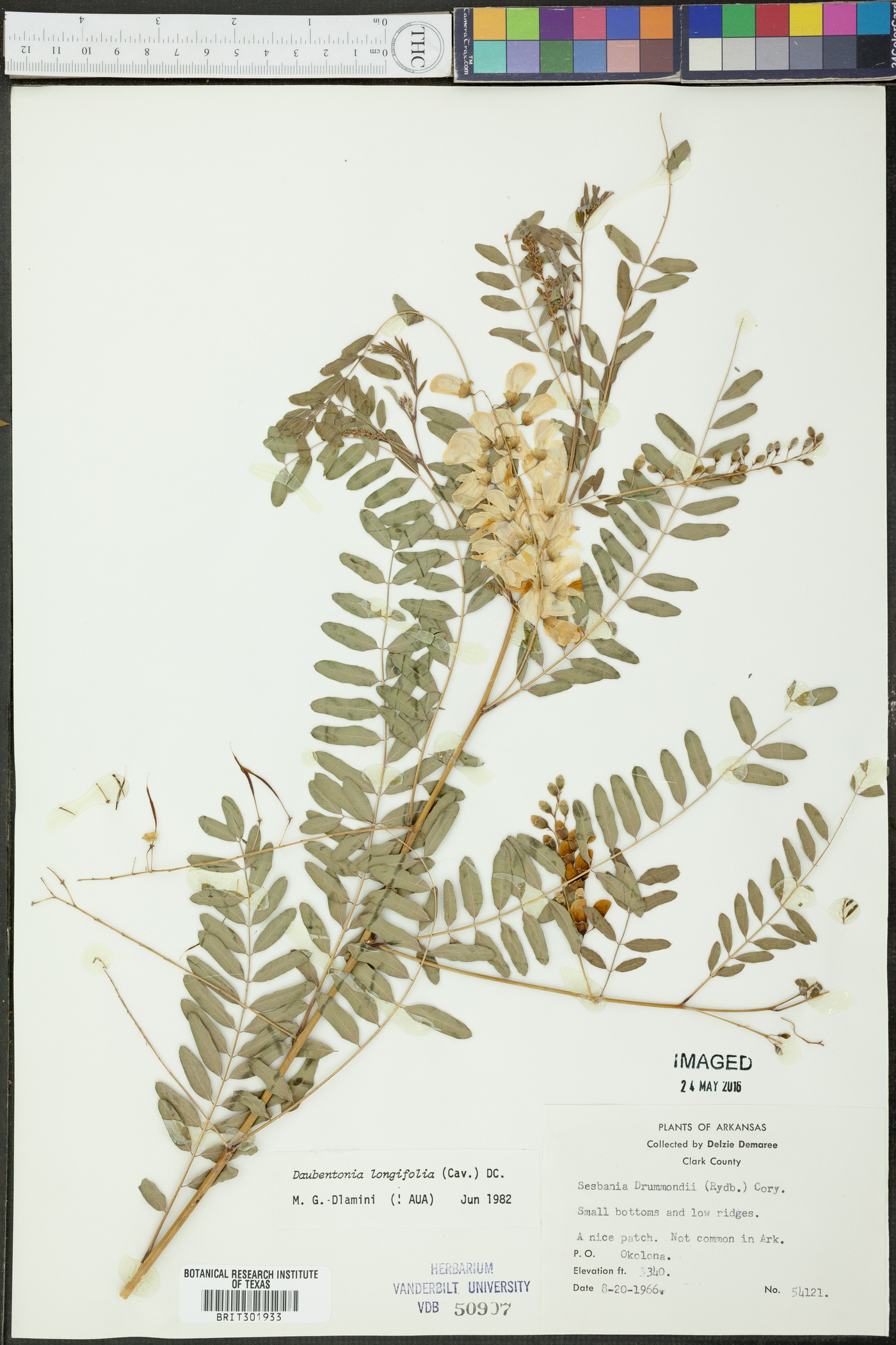 Sesbania longifolia image