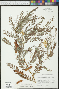 Sesbania longifolia image