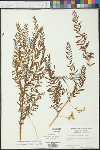 Sesbania longifolia image