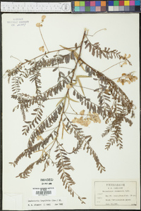 Sesbania longifolia image