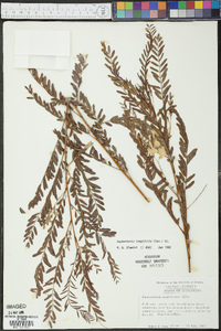 Sesbania longifolia image