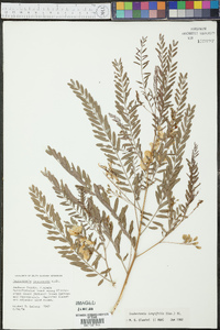 Sesbania longifolia image