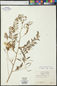 Sesbania longifolia image