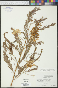 Sesbania longifolia image