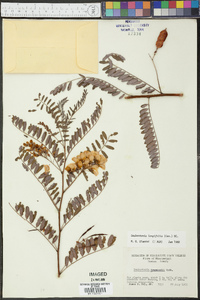 Sesbania longifolia image