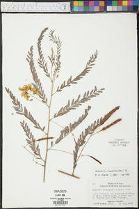 Sesbania longifolia image