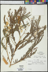 Sesbania longifolia image