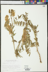 Glycyrrhiza lepidota image