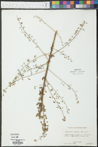 Desmodium rigidum image