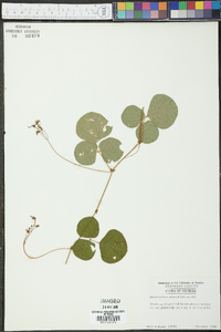 Desmodium rotundifolium image