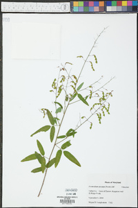 Desmodium strictum image