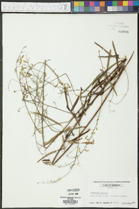 Desmodium strictum image