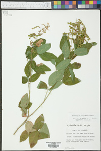 Desmodium perplexum image