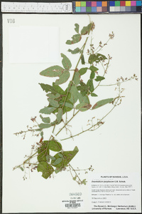 Desmodium perplexum image