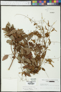 Desmodium perplexum image