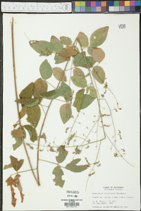 Desmodium perplexum image