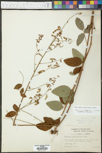 Desmodium perplexum image