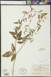 Desmodium perplexum image