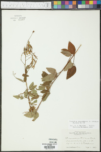 Desmodium perplexum image