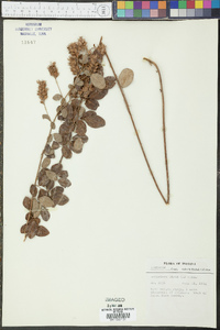 Lespedeza hirta image