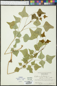 Erythrina herbacea image