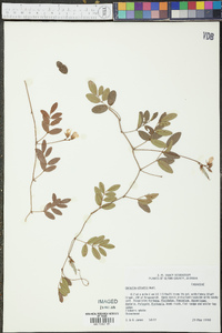 Galactia elliottii image