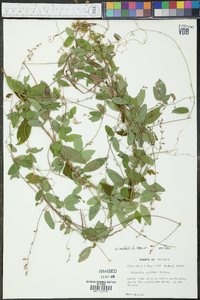 Galactia volubilis image