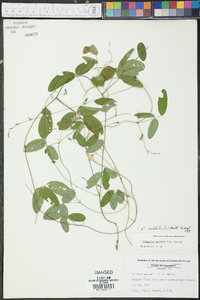 Galactia macreei image