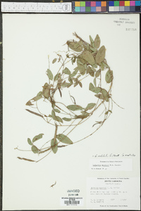 Galactia volubilis image