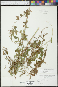 Galactia volubilis image