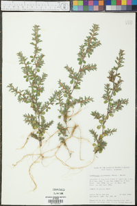 Kummerowia stipulacea image