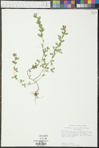 Kummerowia striata image