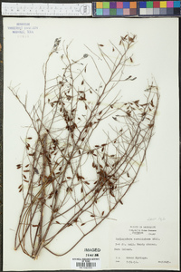 Indigofera caroliniana image