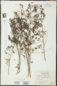 Indigofera caroliniana image