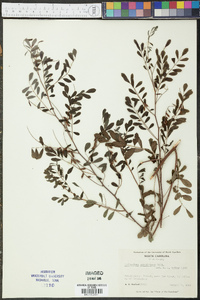 Indigofera caroliniana image