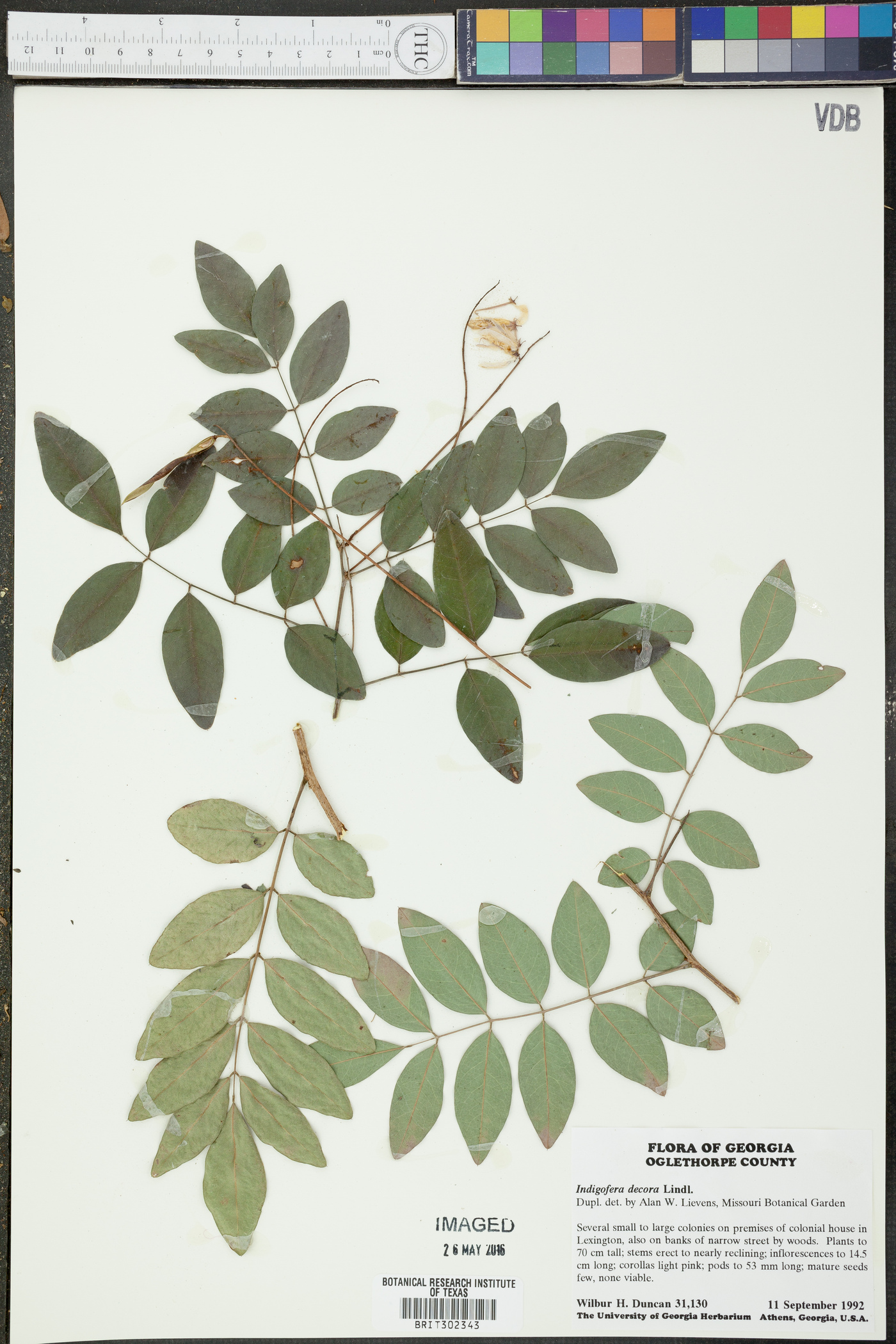 Indigofera decora image