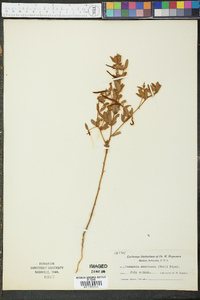 Lotus unifoliolatus var. unifoliolatus image