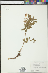 Hedysarum alpinum image