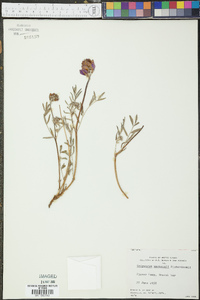 Hedysarum mackenzii image