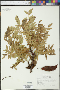 Gleditsia × texana image