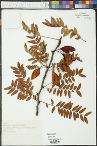 Gleditsia aquatica image