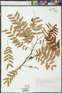 Gleditsia aquatica image