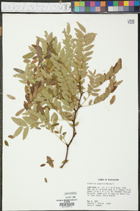 Gleditsia aquatica image