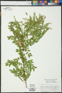 Gleditsia aquatica image